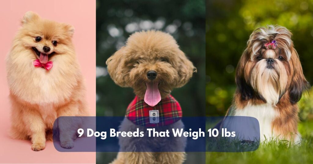 7 Dog Breeds That Weigh 5 Lbs (2.27 Kg)