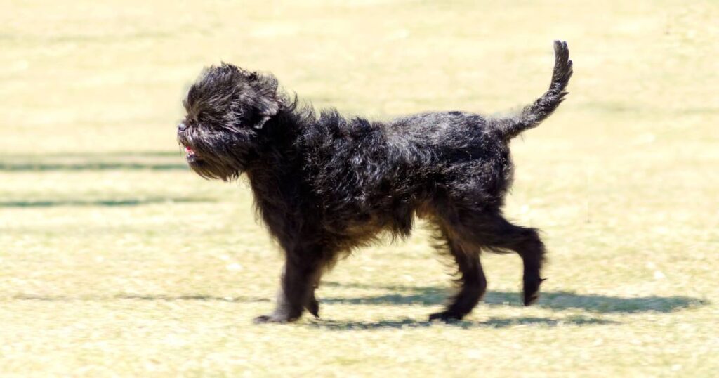 Affenpinscher Dog