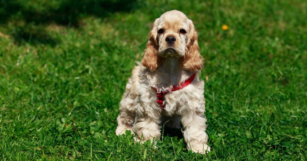 American Cocker Spaniel