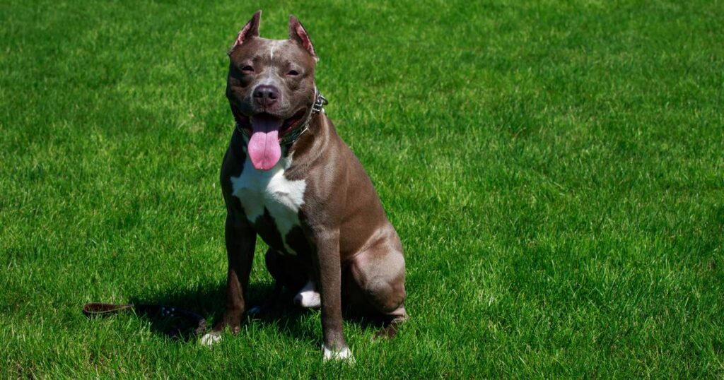 American Pit Bull Terrier