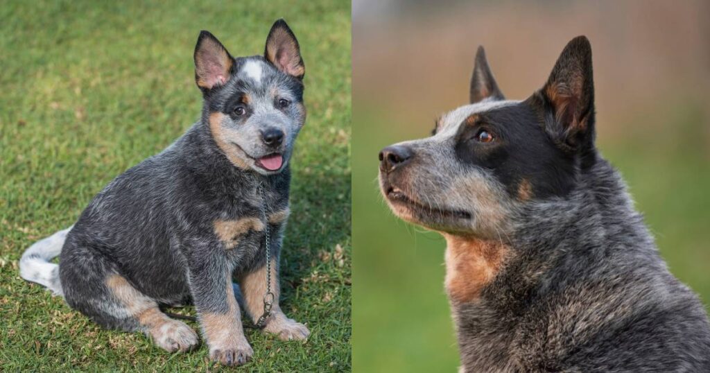 Australian Cattle Dog