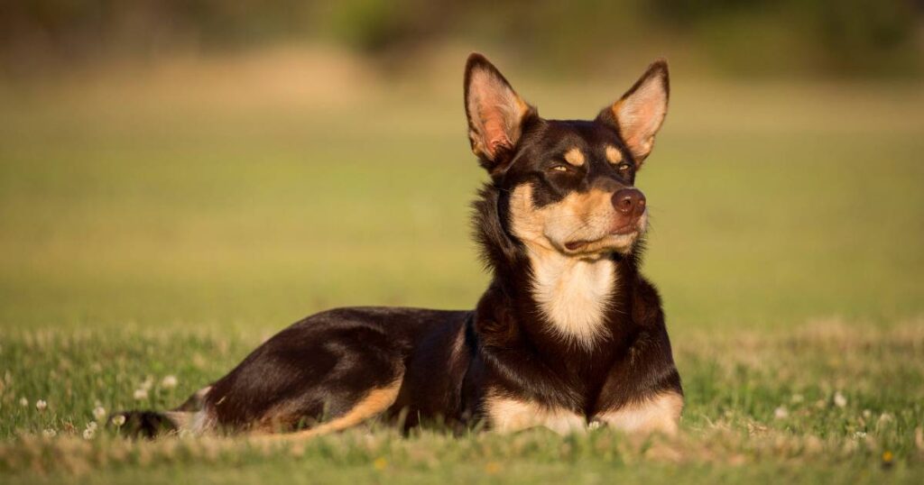 Australian Kelpie