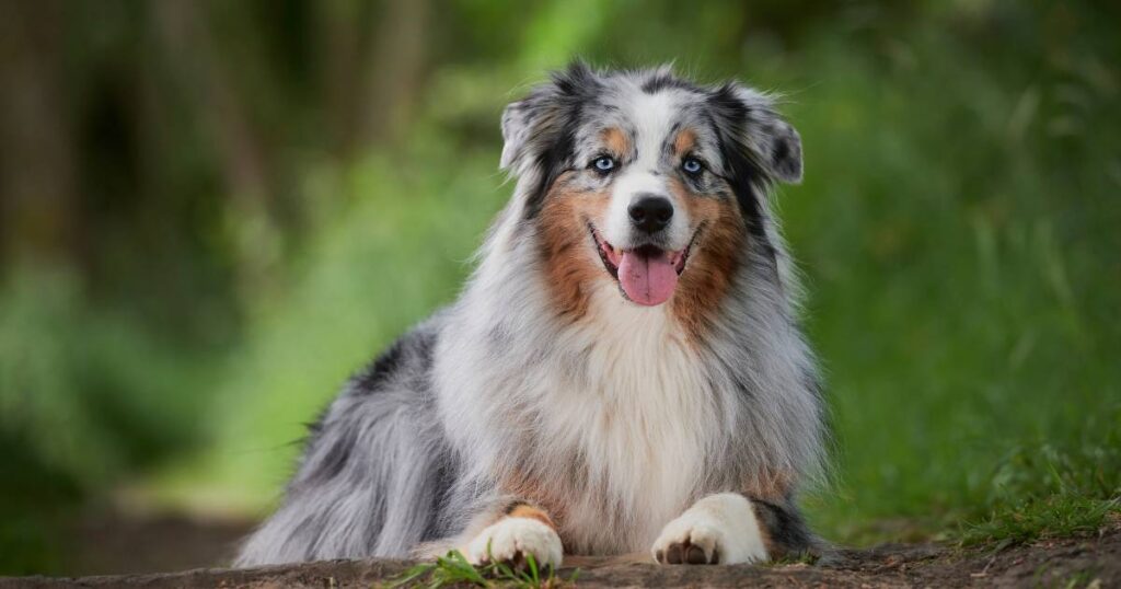 Australian Shepherd