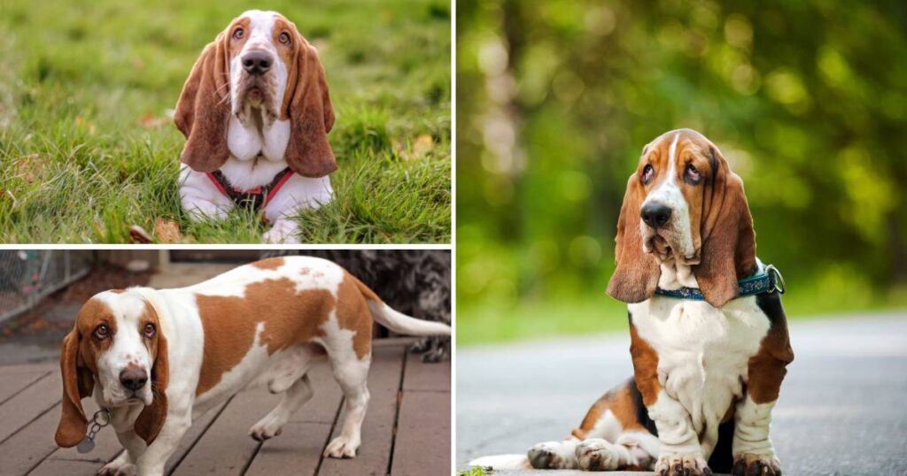 Basset Hound