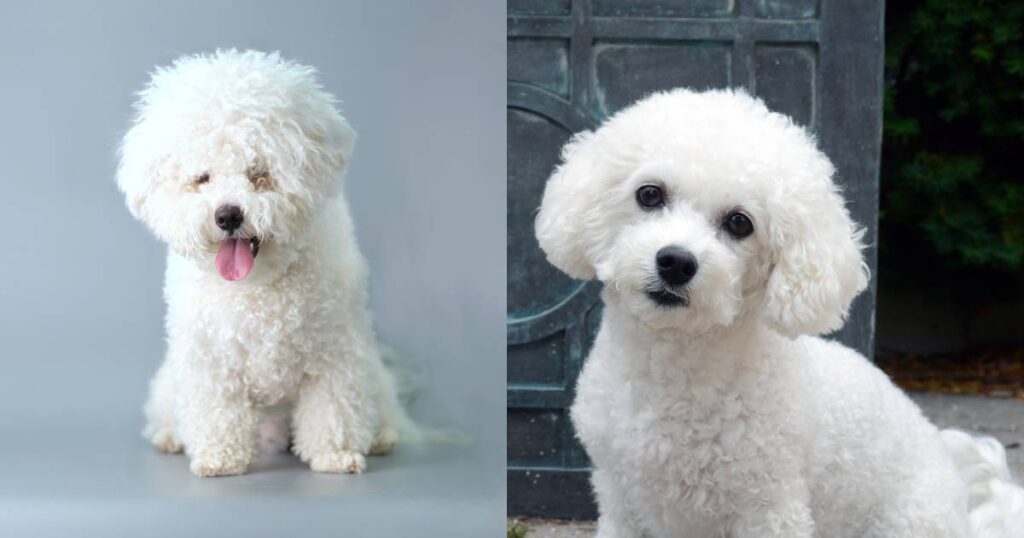 Bichon Frise