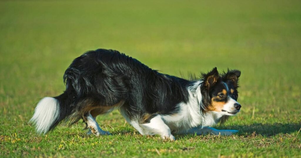 Border Collie