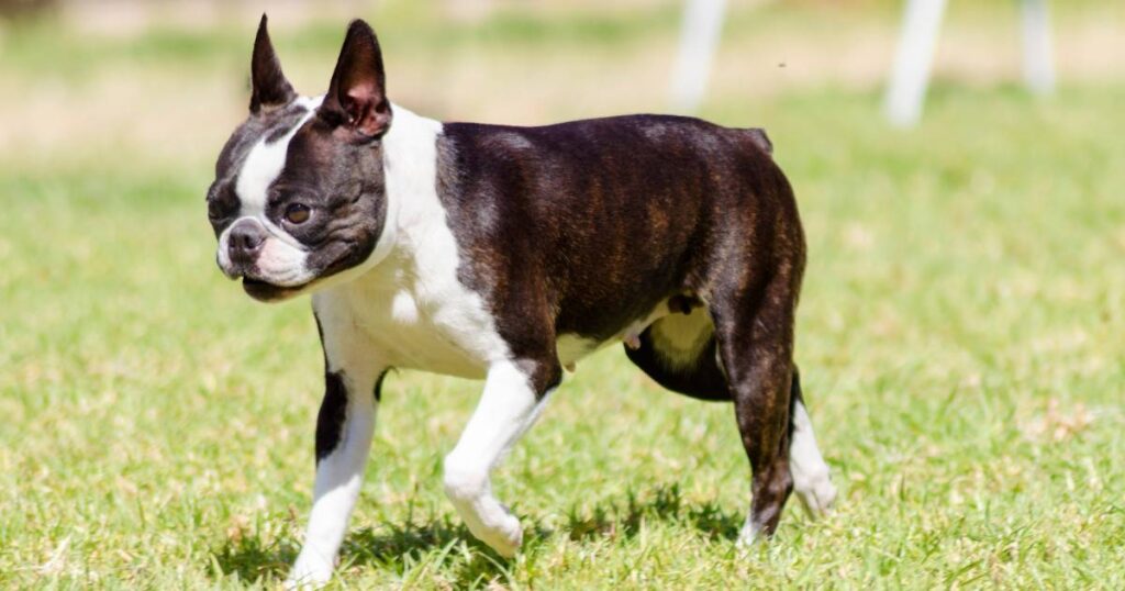 Boston Terrier