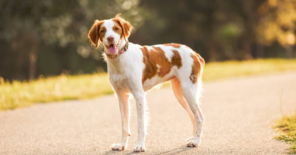 Brittany Spaniel