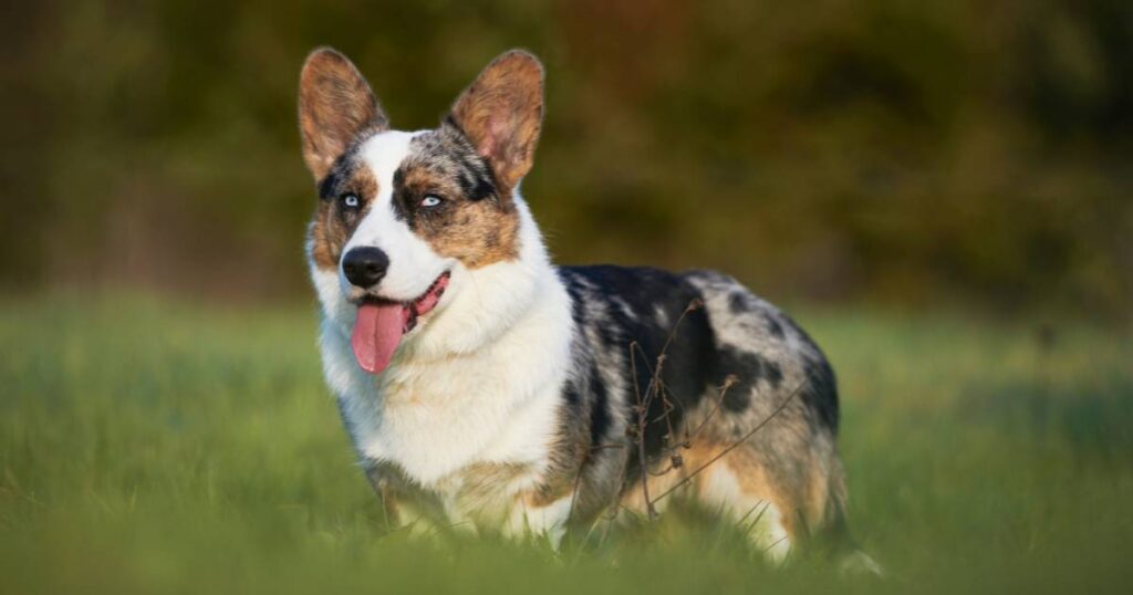 Cardigan Welsh Corgi