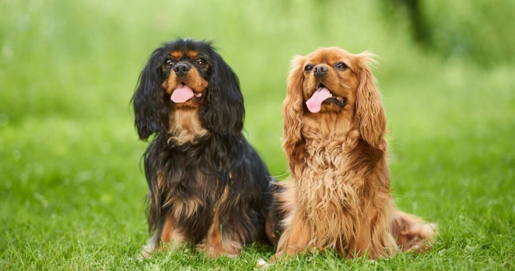 Cavalier King Charles Spaniel