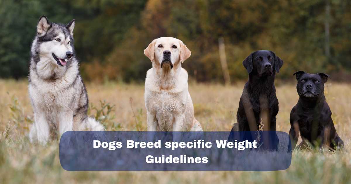 Dogs Breed Specific Weight Guidelines: Small, Medium, Large, And Giant ...