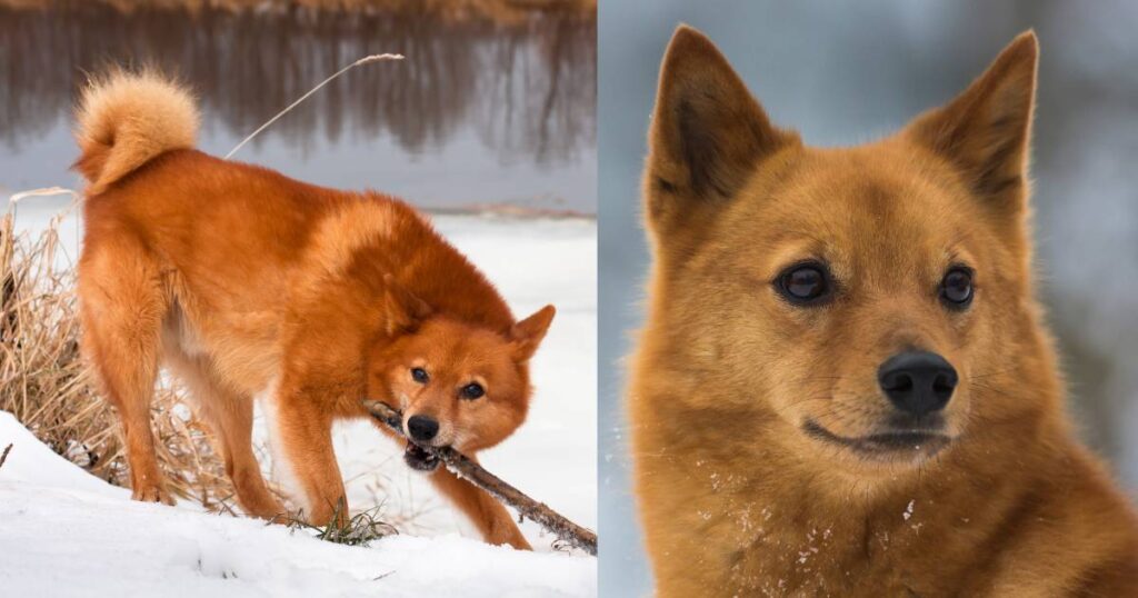 Finnish Spitz