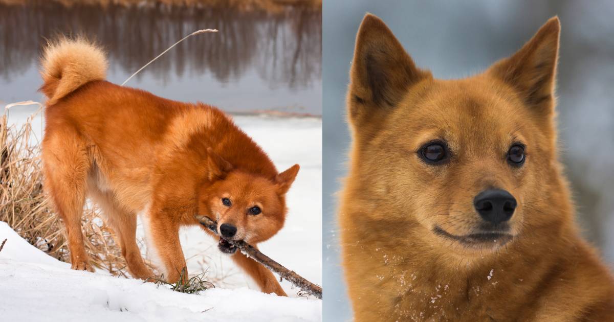 9 Dog Breeds That Weigh Around 25 Lbs (11.3 Kg)