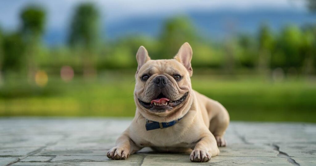 French Bulldog