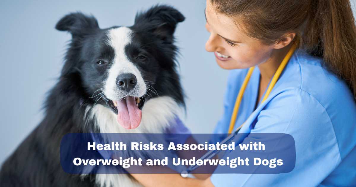 Health Risks Associated with Overweight and Underweight Dogs