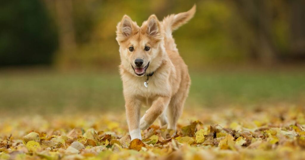 Icelandic Sheepdog