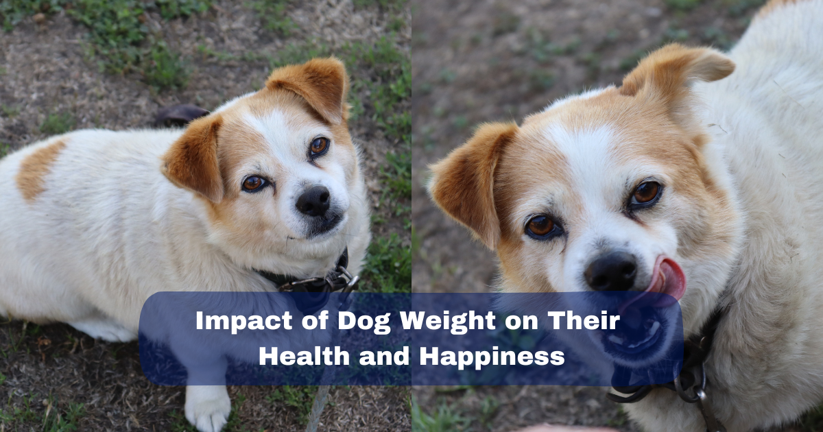 Impact of Dog Weight on Their Health and Happiness