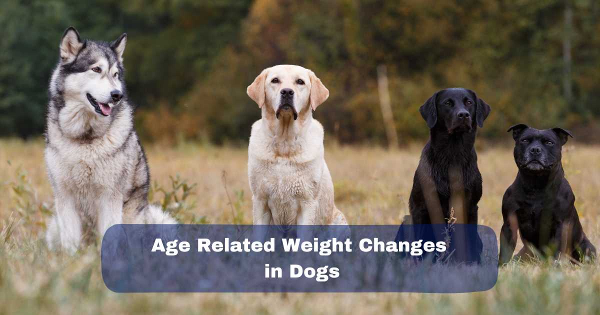 Age Related Weight Changes in Dogs: Puppies, Adults, and Seniors