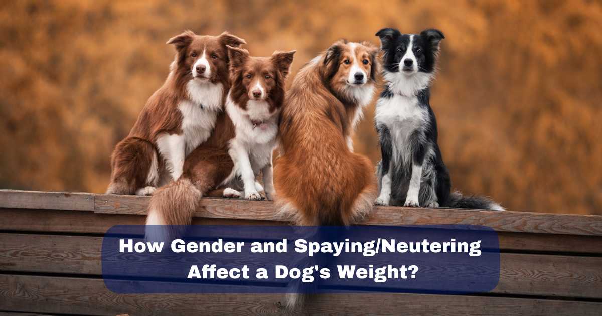 How Gender and Spaying/Neutering Affect a Dog's Weight