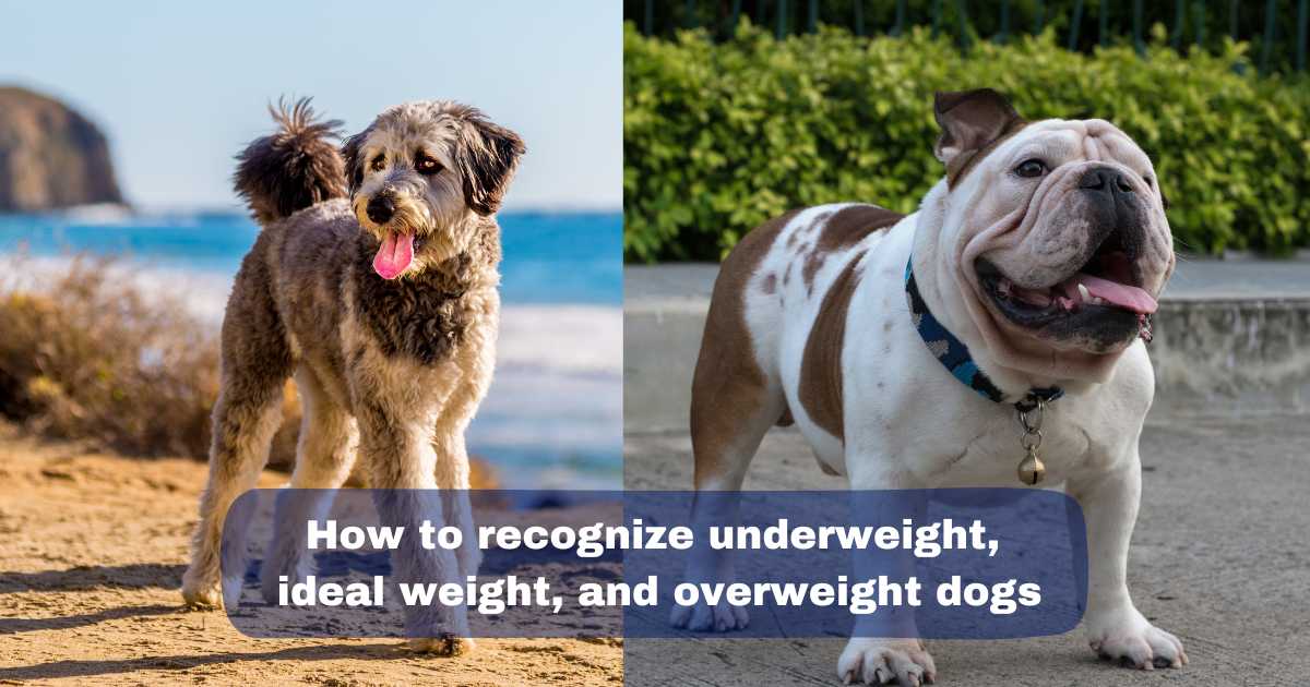 How to recognize underweight, ideal weight, and overweight dogs