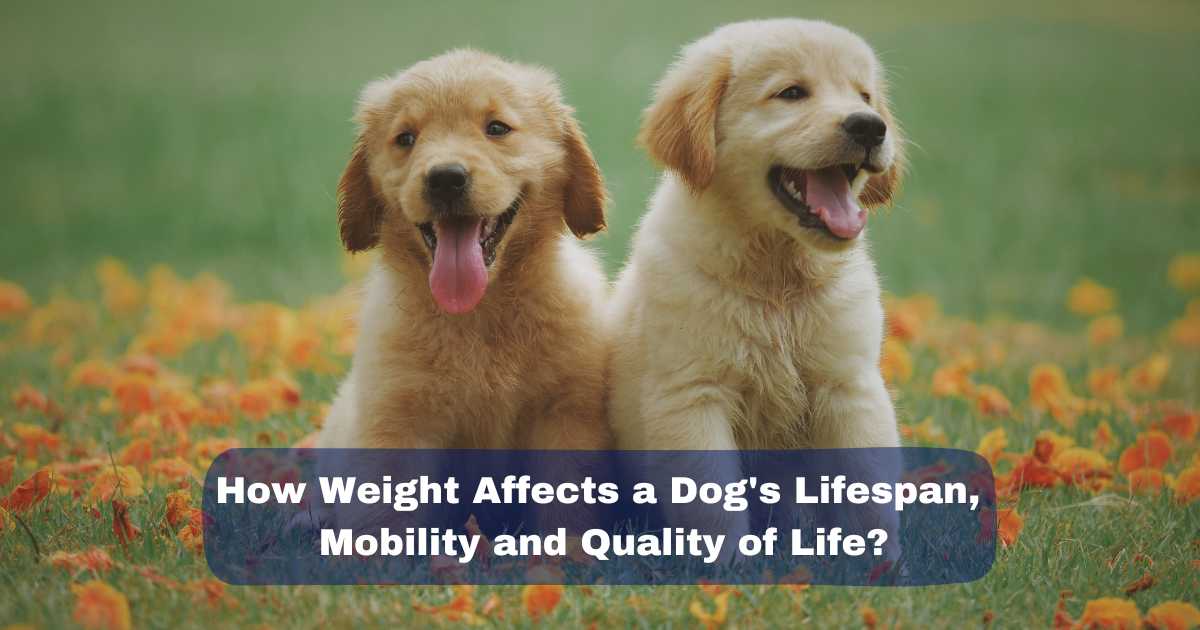 How Weight Affects a Dog's Lifespan, Mobility, and Overall Quality of Life