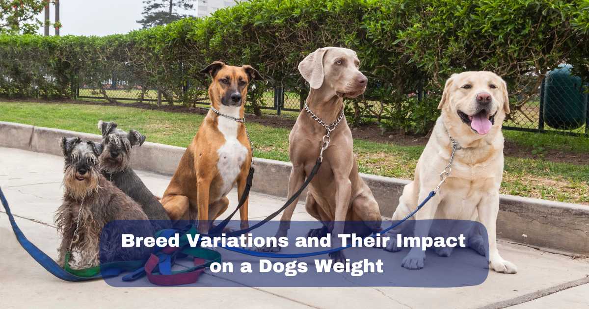 Breed Variations and Their Impact on a Weight of Dogs