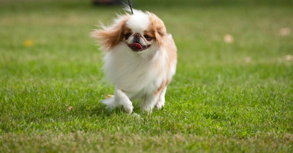 Japanese Chin