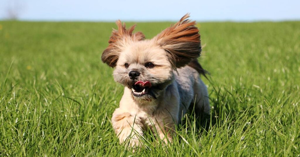 Lhasa Apso