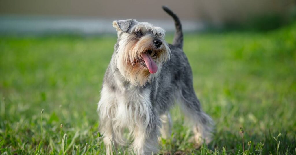 Miniature Schnauzer