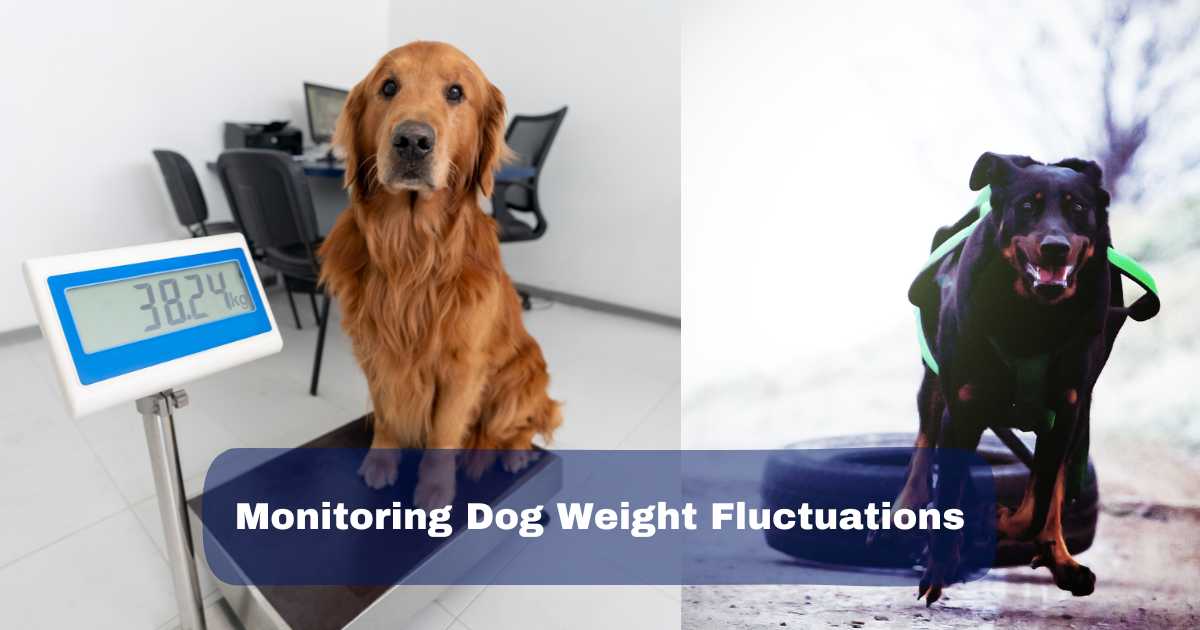 Monitoring Dog Weight Changes