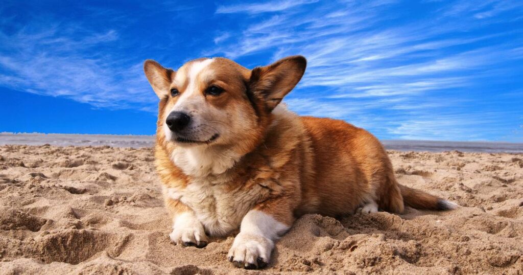 Pembroke Welsh Corgi