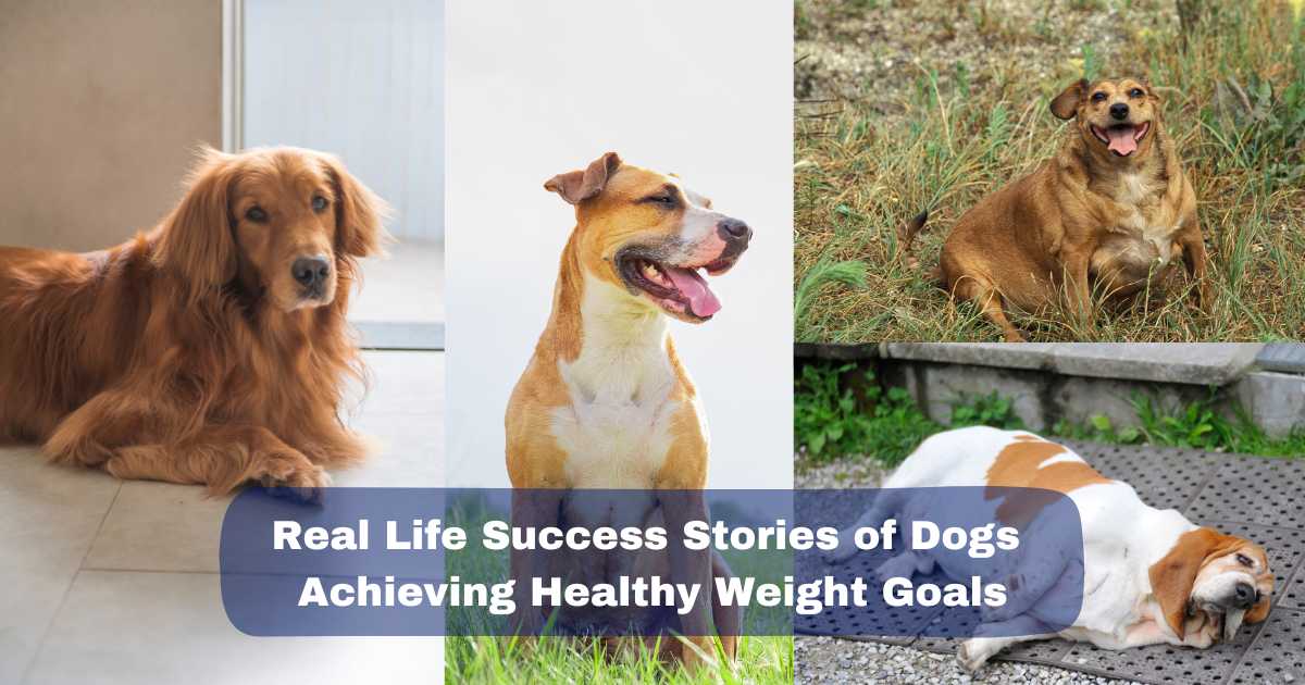 Real Life Success Stories of Dogs Achieving Healthy Weight Goals