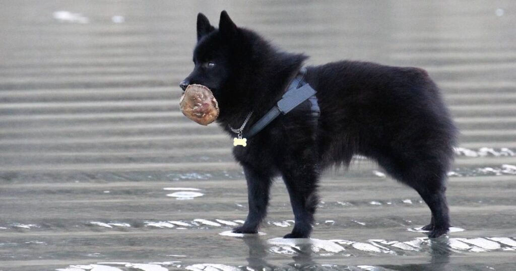 Schipperke