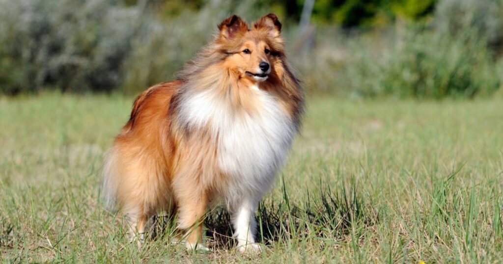 Shetland Sheepdog