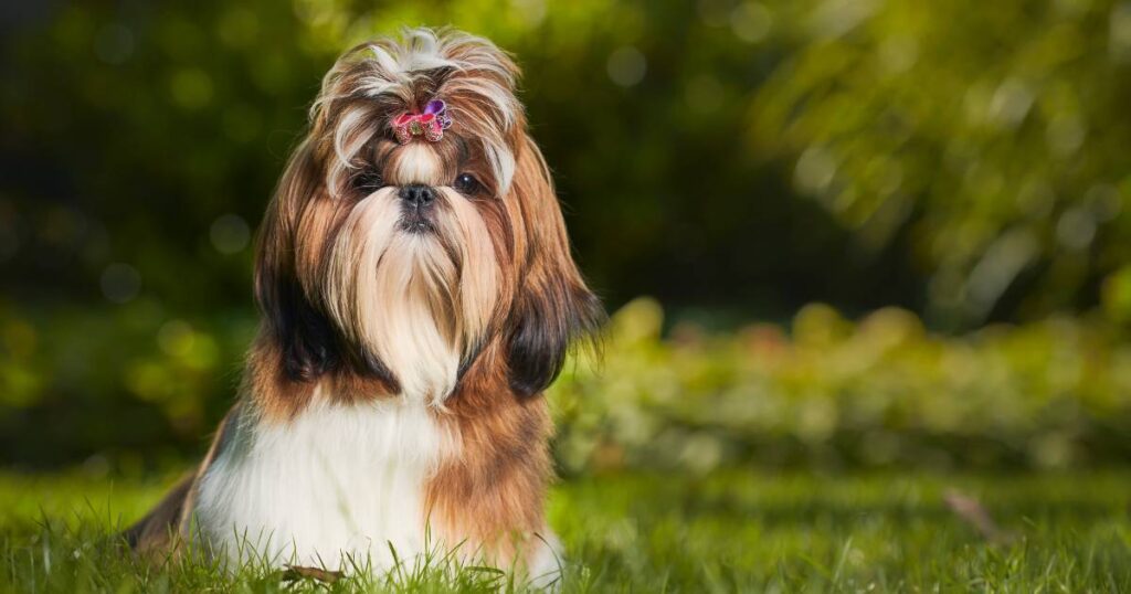 Shih Tzu