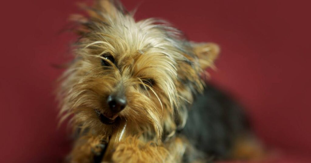 Silky Terrier