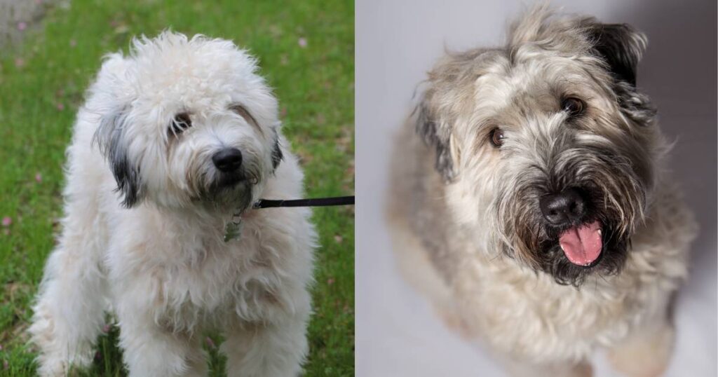 Soft Coated Wheaten Terrier