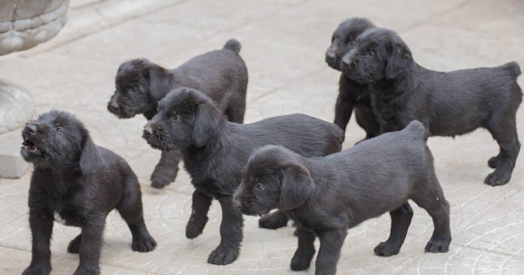 Standard Schnauzer