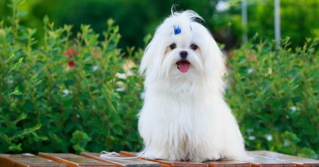 Teacup Maltese Dog