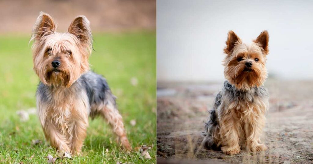 Teacup Yorkshire Terrier