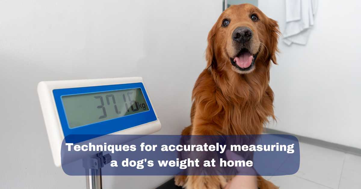 Techniques for accurately measuring a dog's weight at home