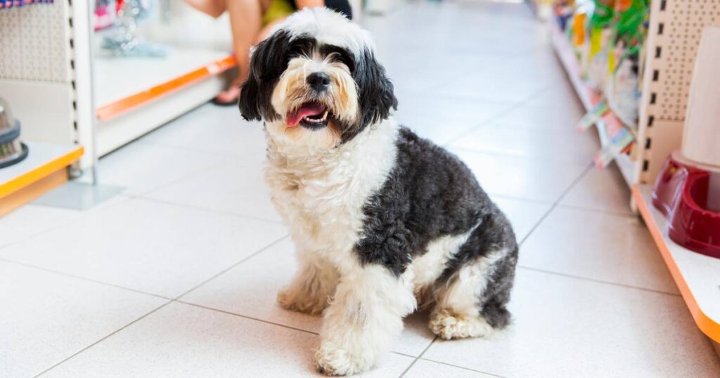 Tibetan Terrier