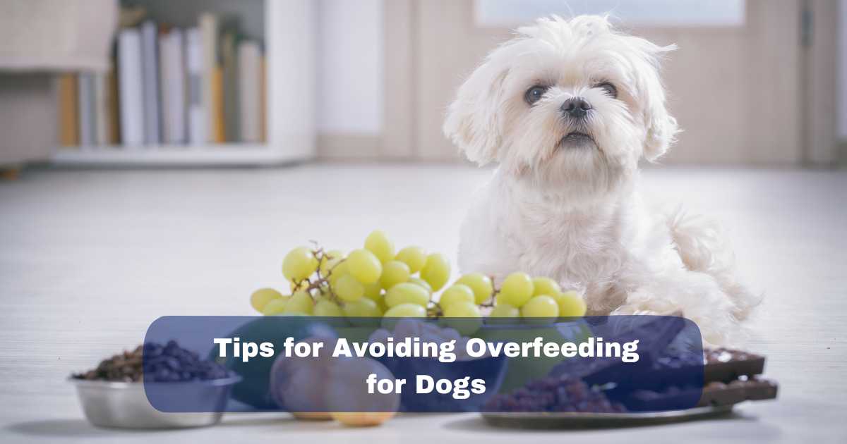 Tips for Avoiding Overfeeding for Dogs