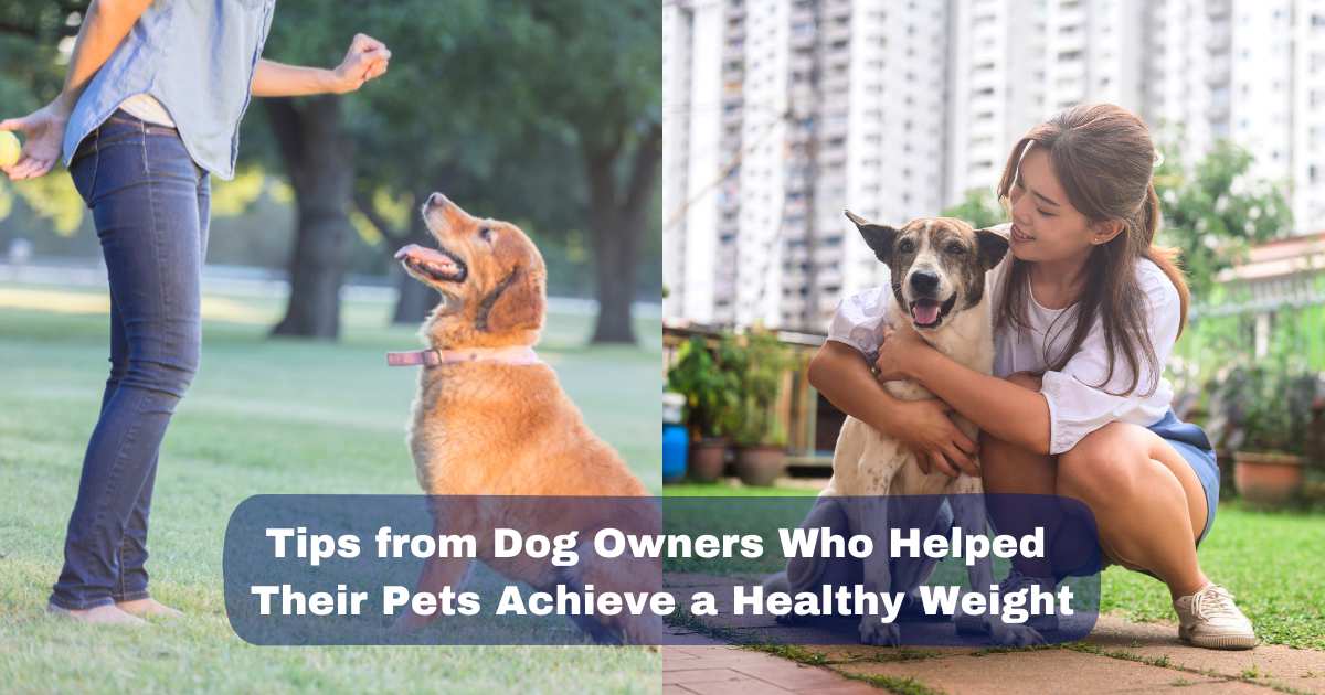 14 Tips and Inspiration from Dog Owners Who Helped Their Pets Achieve a Healthy Weight