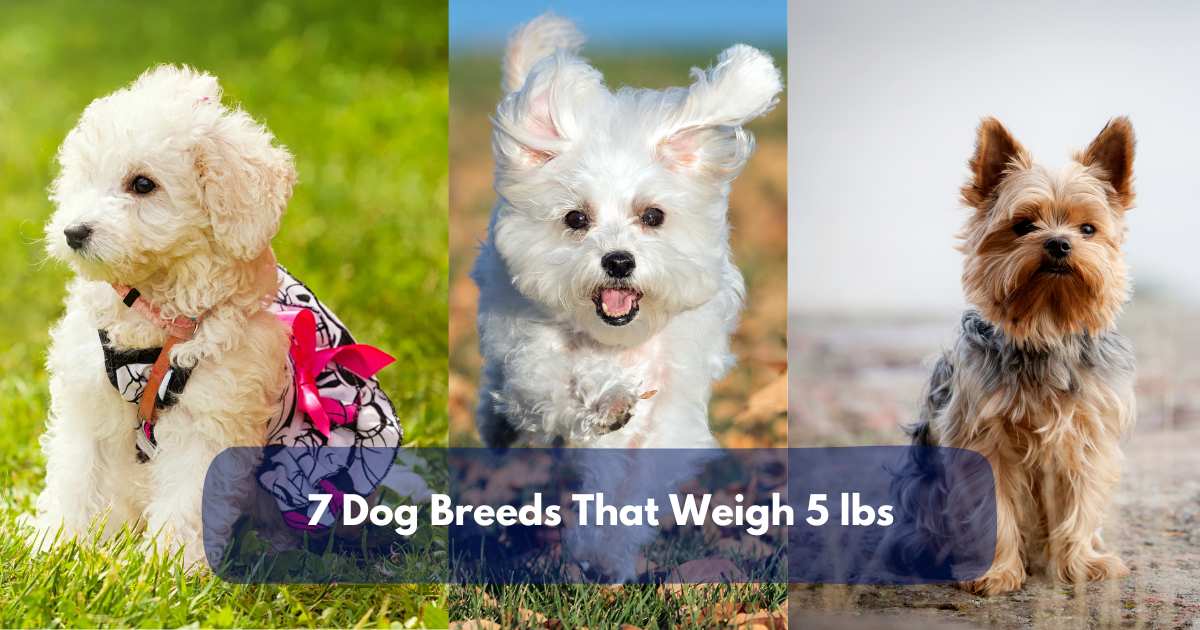 7 Dog Breeds That Weigh 5 lbs