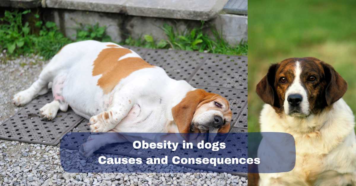 obesity in dogs: causes and consequences