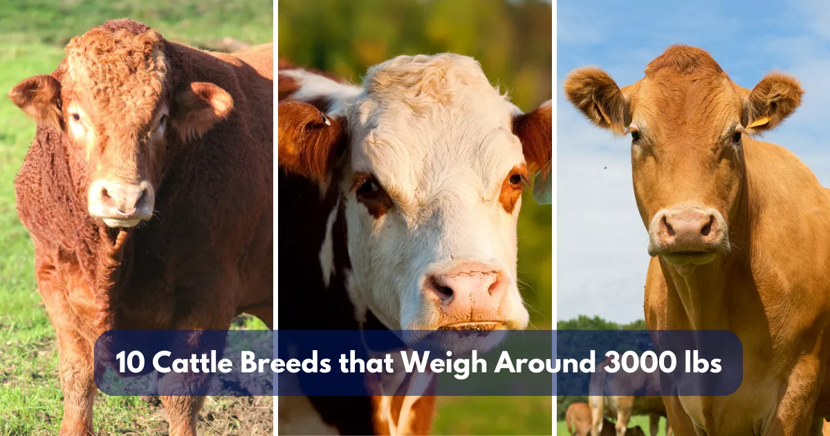 10 Cattle Breeds that Weigh Around 3000 lbs