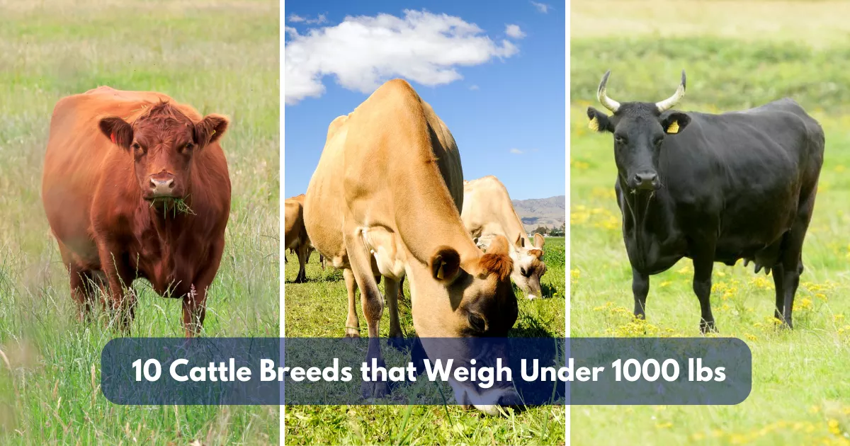 10 Cattle Breeds that Weigh Under 1000 lbs