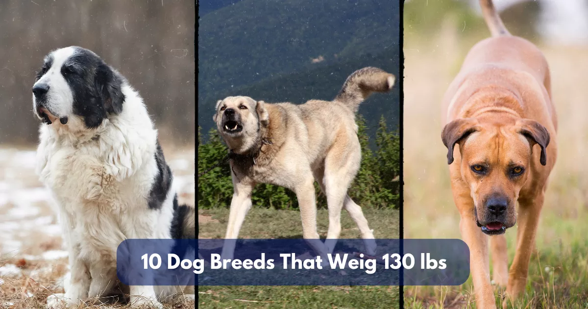 10 Dog Breeds That Weigh Around 130 Lbs (59 Kg)