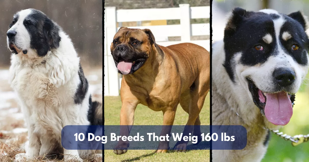 10 Dog Breeds That Weigh Around 160 Lbs (72.5 Kg)